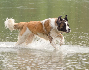 Beatrix playing in summer-time | Brokers En Route