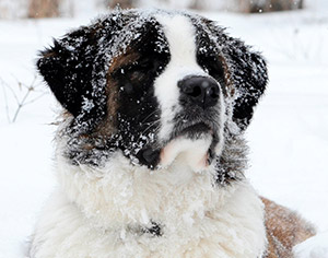 Beatrix in the snow! | Brokers En Route